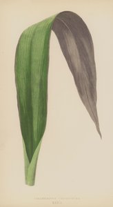 Tradescantia Odoratissima da English School